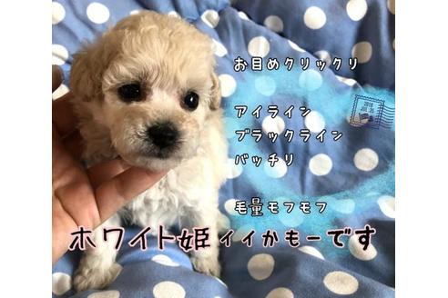 成約済の愛媛県のトイプードル-53351の4枚目